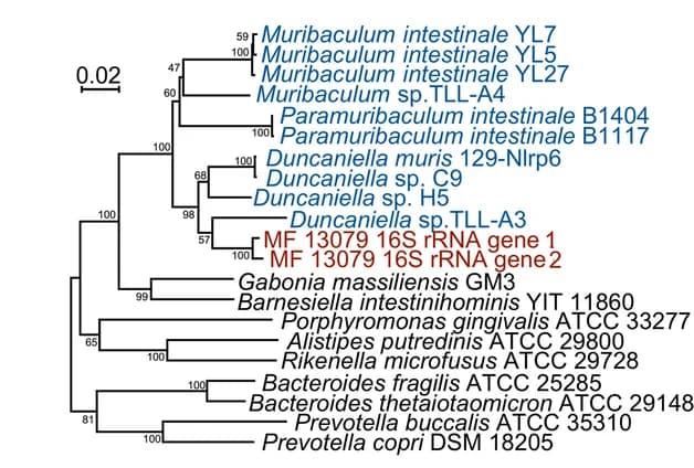 Open access visualization of Network, Pathway, Phylogenetic Tree, 16S rRNA, Muribaculaceae