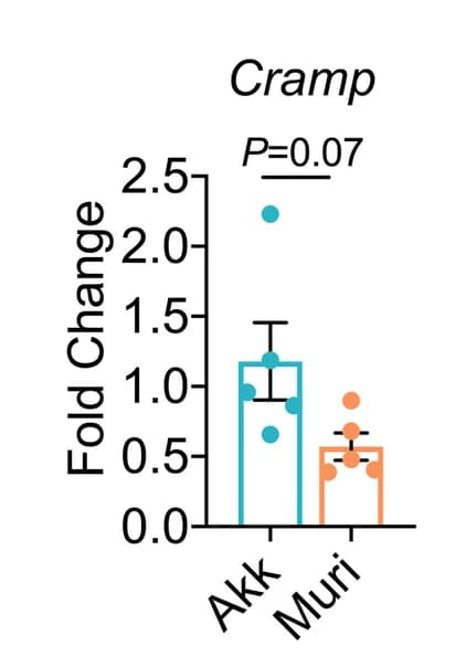 Open access visualization of Bar Plot, Error Bars, Cramp, Pancreas, Mice