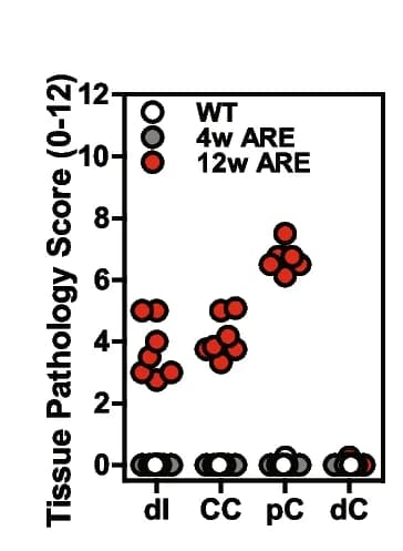 Open access visualization of Scatter Plot, Inflammation, Tissue pathology, Distal ileum, Cecum