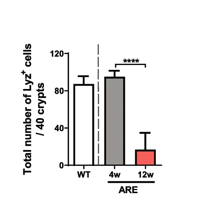 Open access visualization of Bar Plot, Error Bars, Lysozyme positive, Paneth cells, Crypt