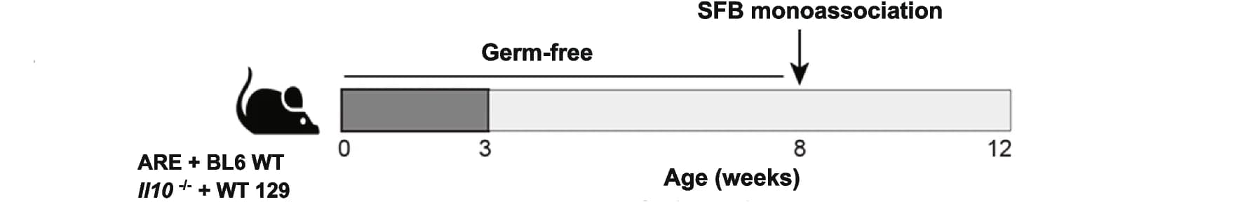 Open access visualization of Workflow, Illustration, SFB, Ileo-colonic Inflammation, Colitis Mouse Model