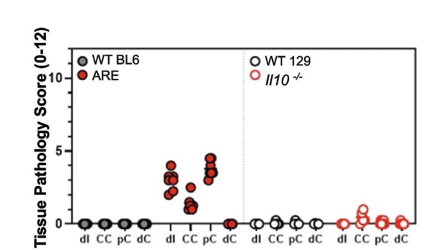 Open access visualization of Scatter Plot, Inflammation Severity, Tissue Pathology Score, Cecum, Proximal Colon