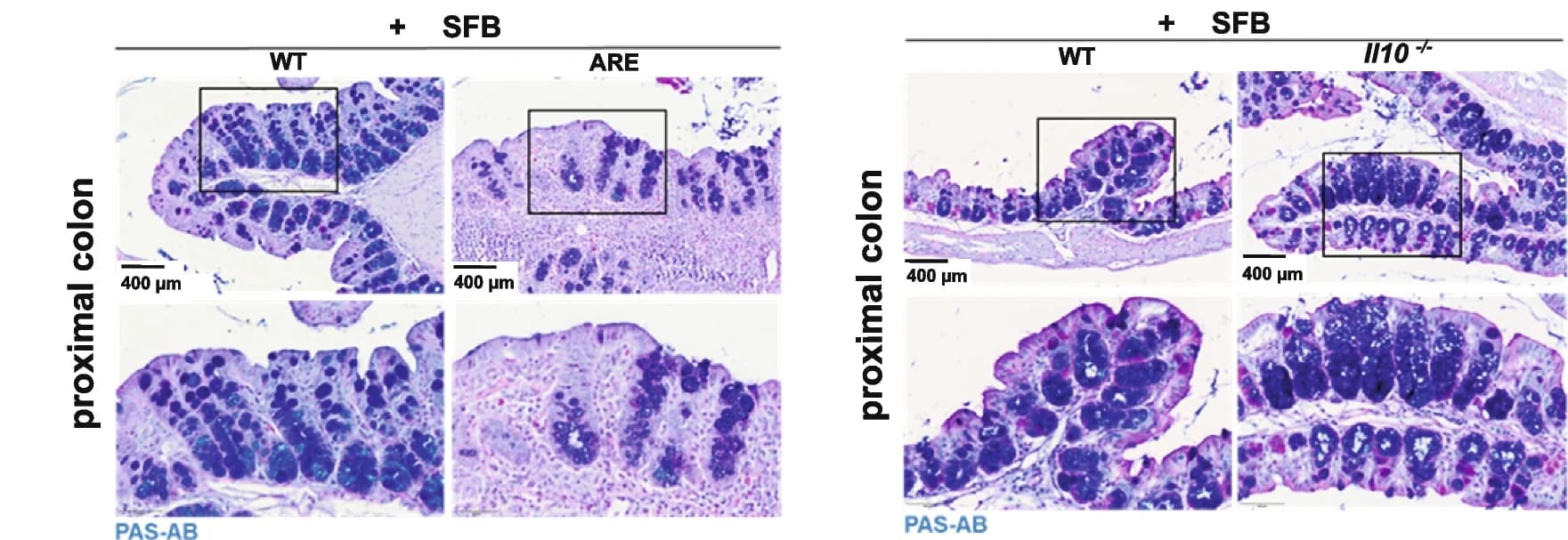 Open access visualization of Microscopy, PAS-AB Staining, Goblet Cells, Proximal Colon, Tissue Sections