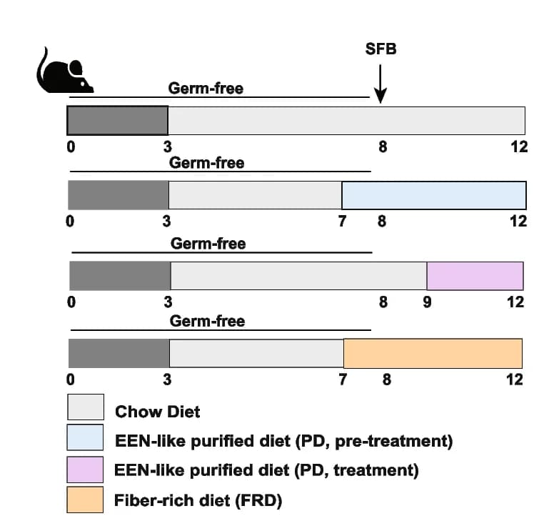 Open access visualization of Workflow, Tnf ARE Mice, WT Controls, SFB, Chow