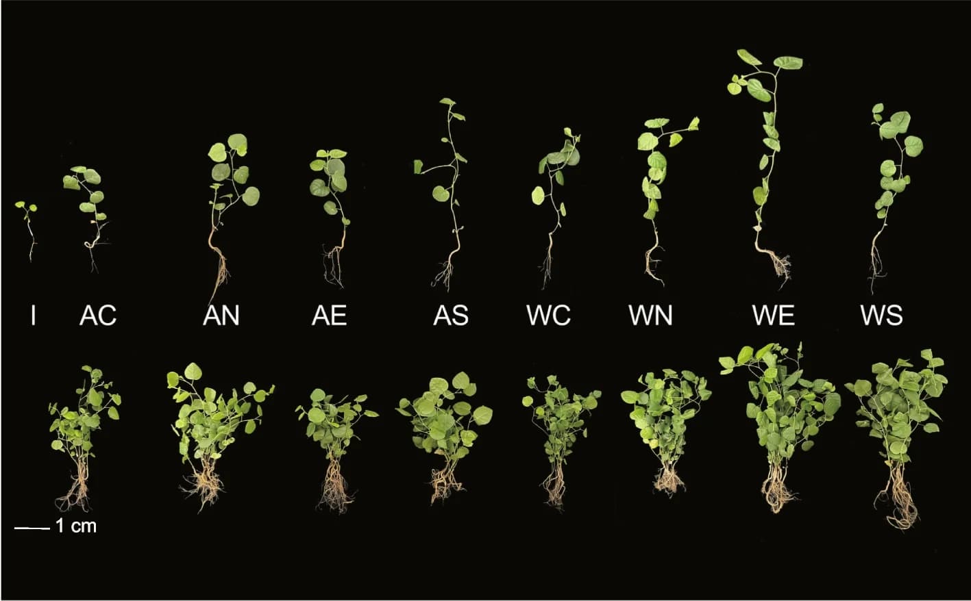 Open access visualization of Photo, Licorice Seedling, Inoculants, Glycyrrhizin, Allelochemical Treatment