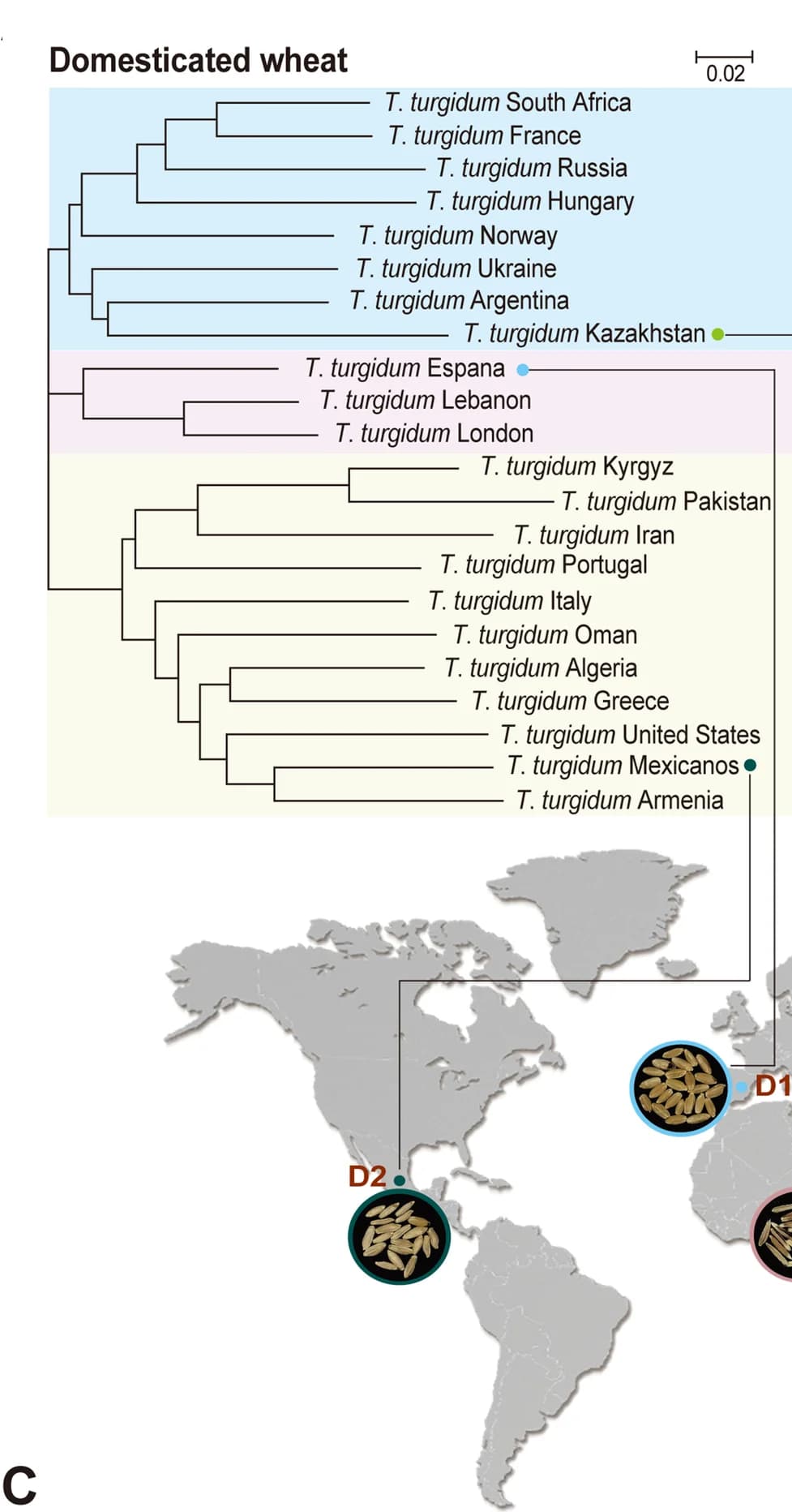 Open access visualization of Geo Map, Line Plot, Network, Phylogenetic Tree, Wheat Samples