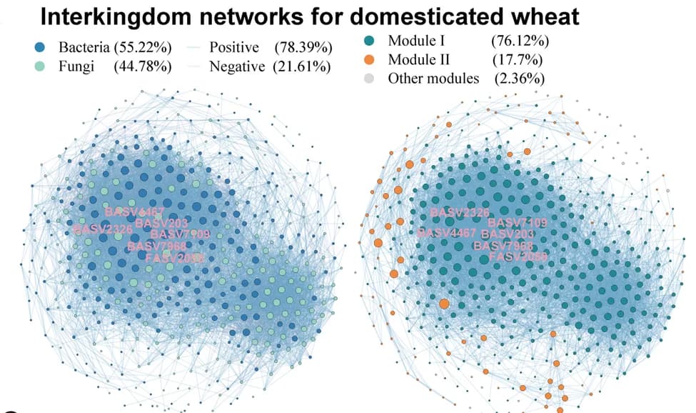 Open access visualization of Network, Interkingdom, Co-occurrence Networks, Domesticated Wheats, Wild Wheats