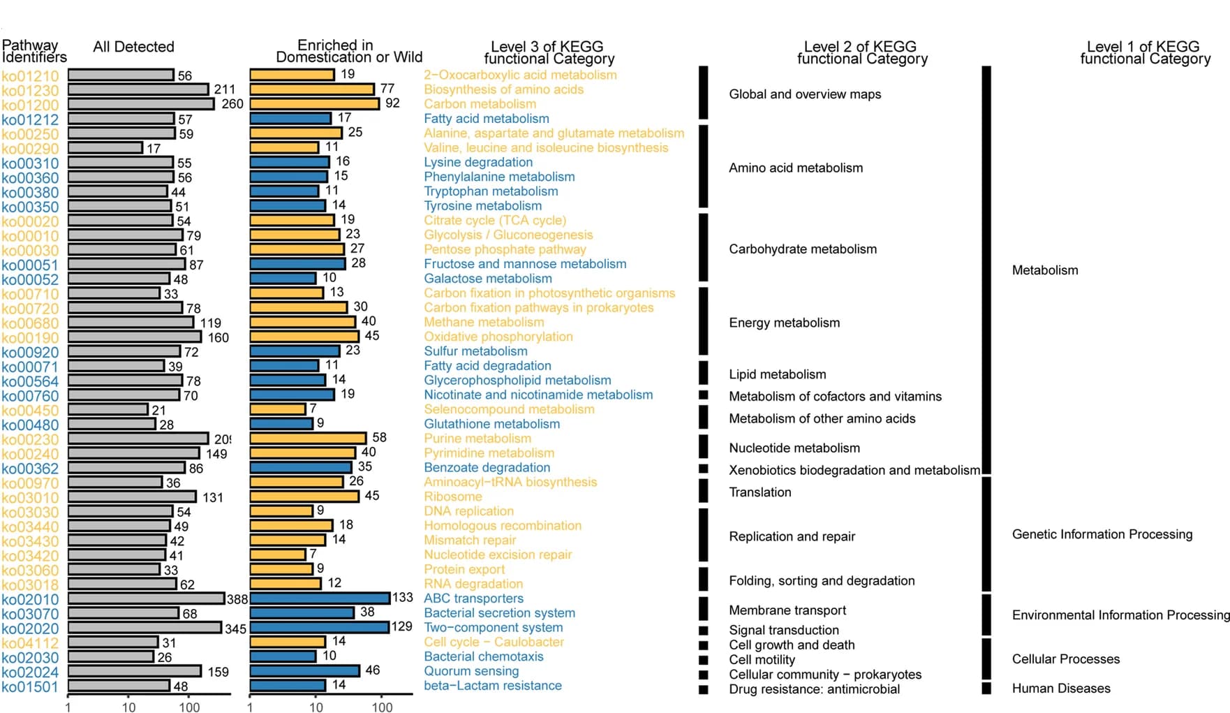 Open access visualization of Bar Plot, KO Functional Categories, Pathways, Domesticated Wheats, Wild Wheats