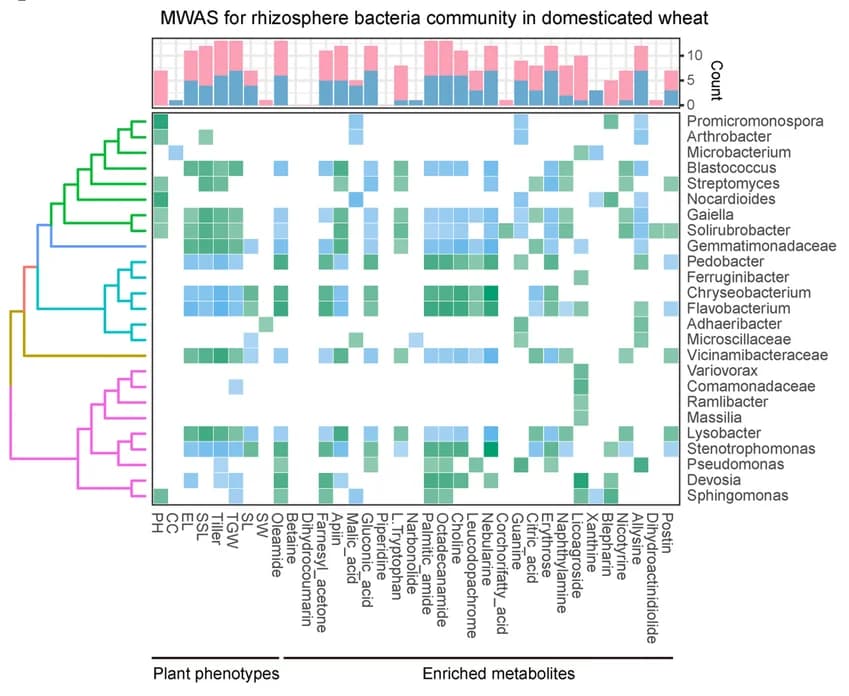 Open access visualization of Heatmap, Clustered, Bar Plot, Stacked Bar Plot, Metabolite-wide association study