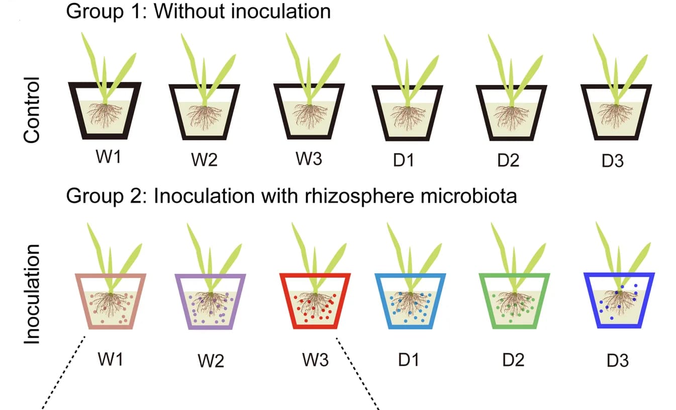 Open access visualization of Illustration, Microbial inoculation, Wheat accessions, Rhizospheric soil, TSB medium