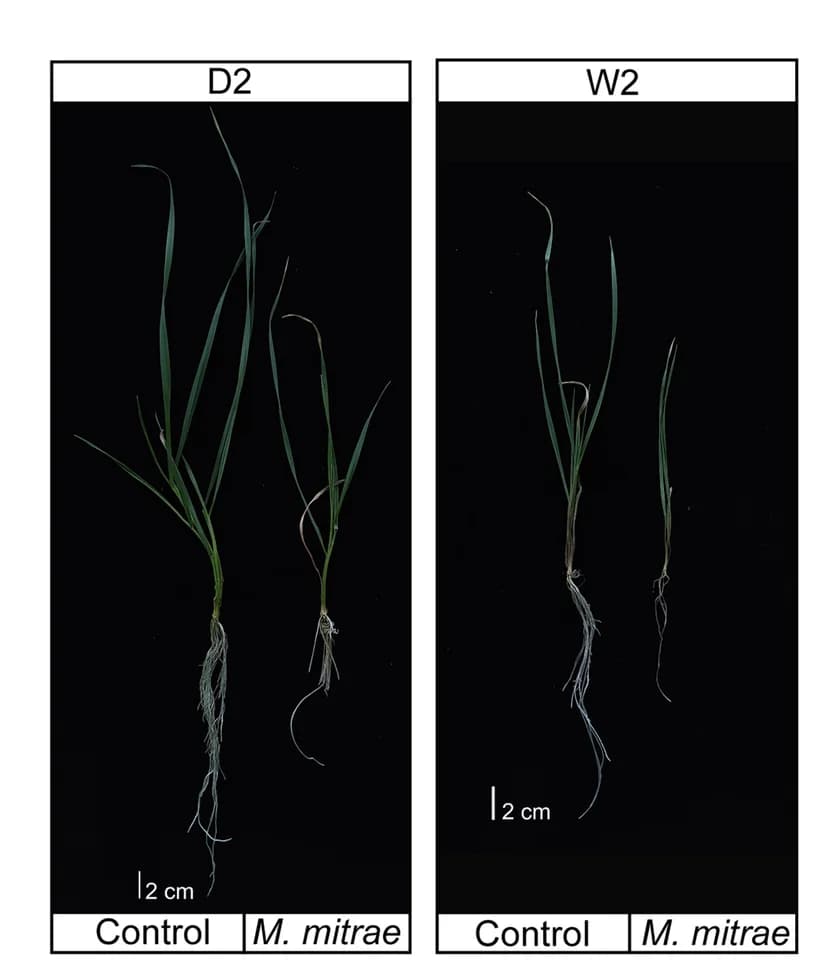 Open access visualization of Photo, Seedling fresh weight, Seedling dry weight, Root morphology, Standard errors