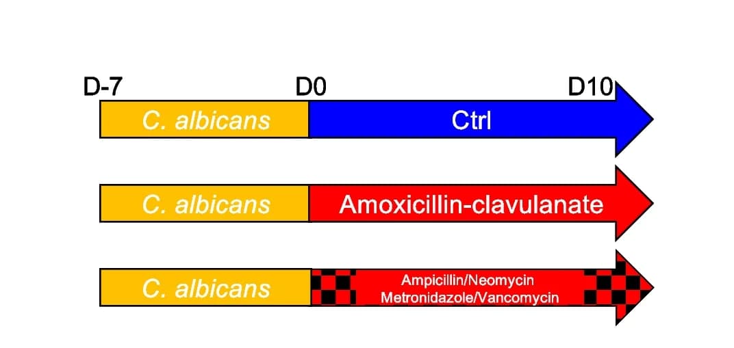 Open access visualization of Workflow, Flowchart, Illustration, Mice, Fungus