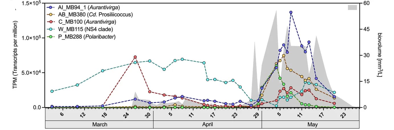 Open access visualization of Line Plot, Density Plot, MAGs, Transcripts, Algae
