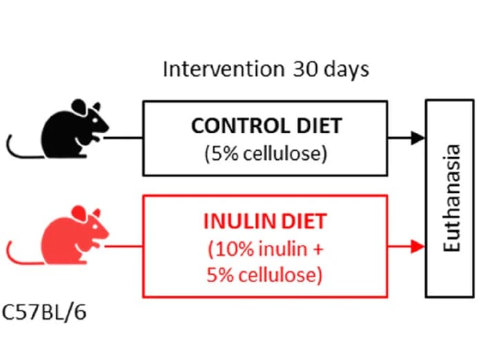 Open access visualization of Workflow, Flowchart, Dietary Groups, Experimental Model