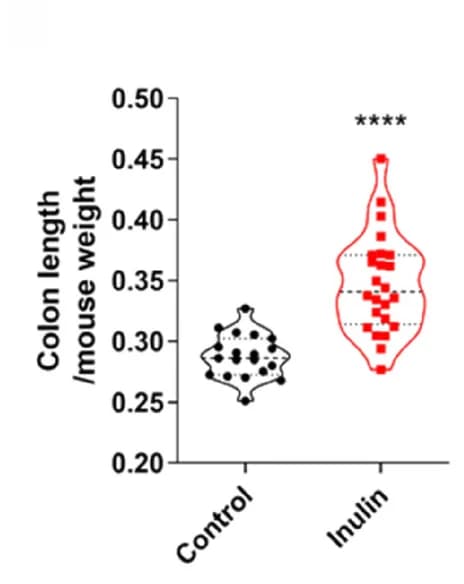 Open access visualization of Violin Plot, Colon Length, Mice Weight, Quantification
