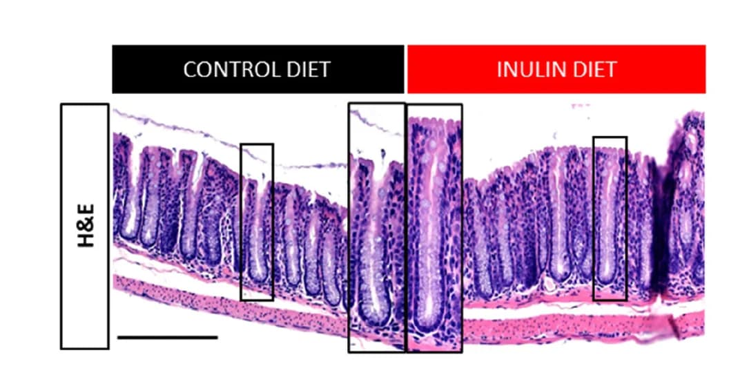 Open access visualization of Microscopy, Colonic Epithelium, H&E Staining, Histology