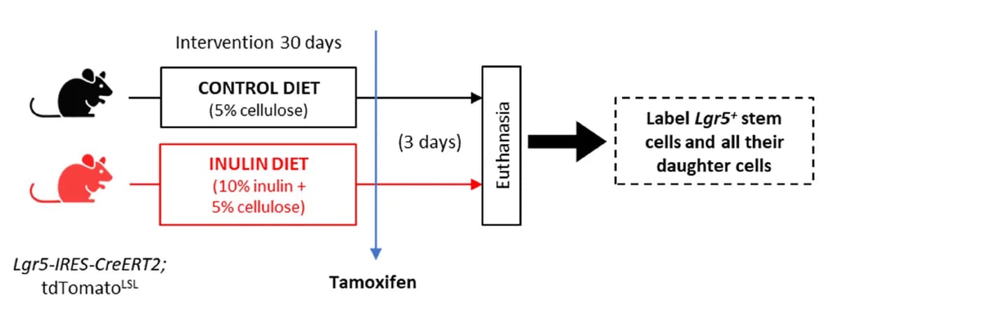 Open access visualization of Workflow, Flowchart, Experimental Model, Lineage-tracer Mice, Tamoxifen Injection
