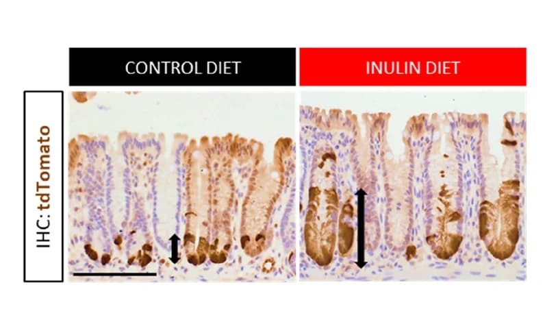 Open access visualization of Microscopy, Visualization, tdTomato-positive cells, Colonic Crypts, Optical Microscopy