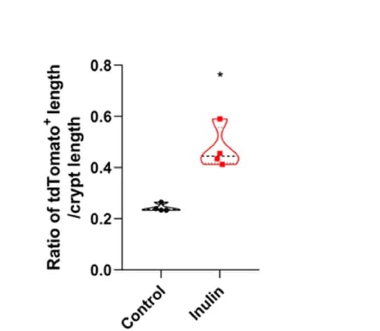 Open access visualization of Violin Plot, Scatter Plot, Quantification, tdTomato-positive length, Crypt Length