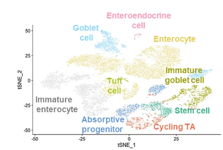 Open access visualization of Scatter Plot, UMAP, t-SNE Plot, Cell Populations, Colon Epithelium