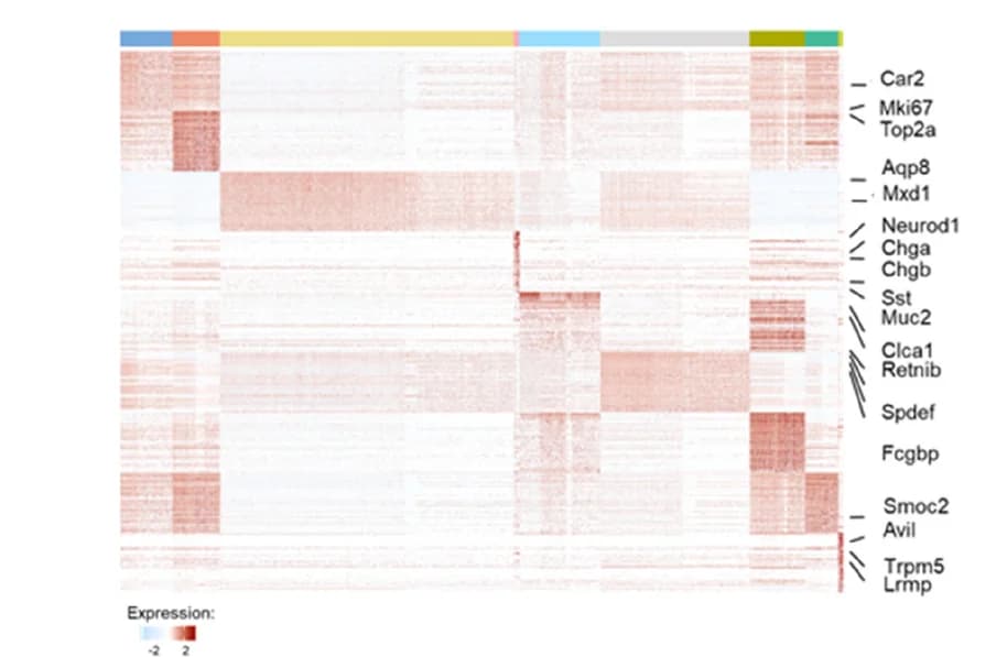 Open access visualization of Heatmap, Clustered, Colon Epithelial Cells, Cell Cluster Markers, Gene Expression