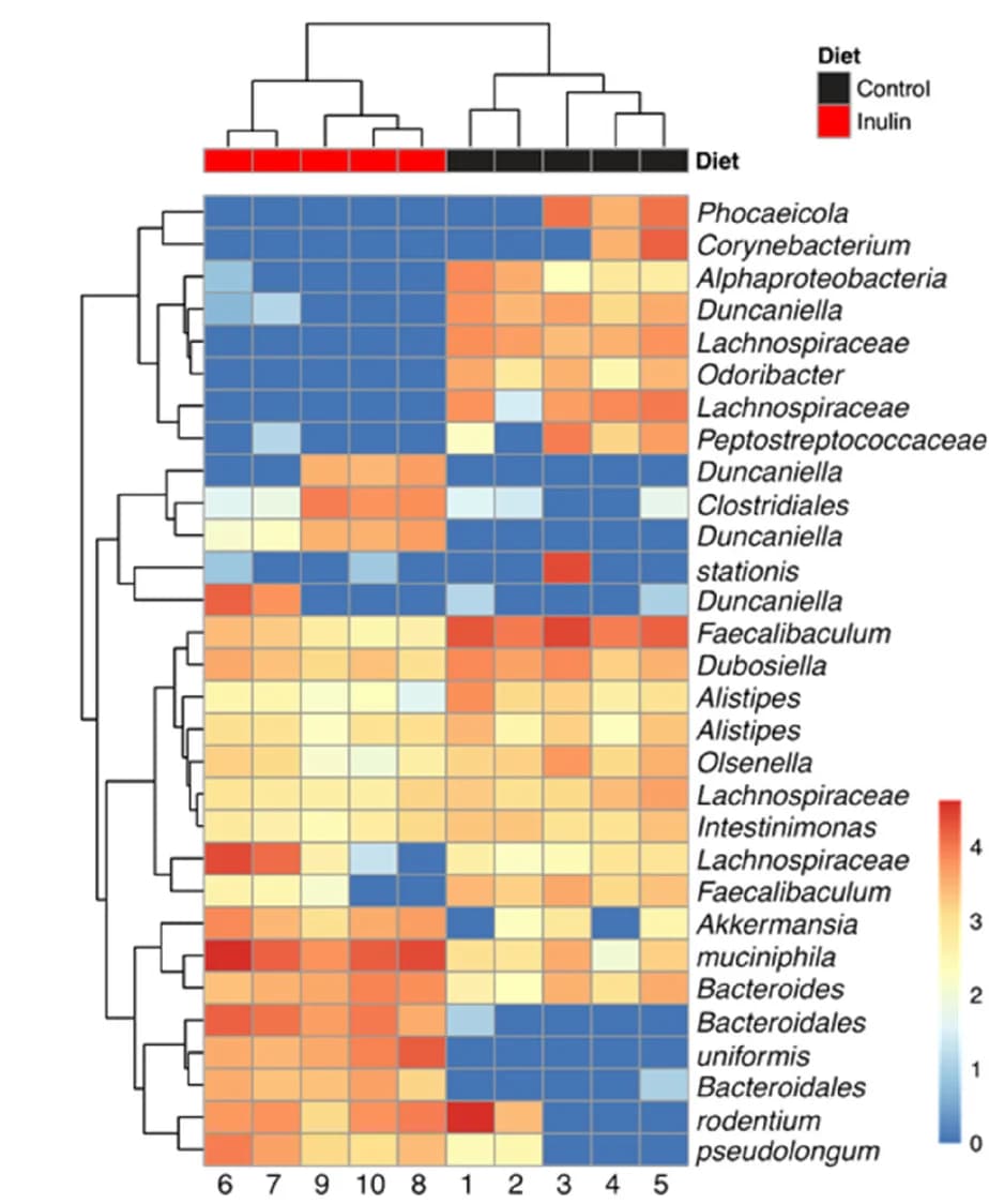 Open access visualization of Heatmap, Clustered, Relative abundance, Bacteria, Diet