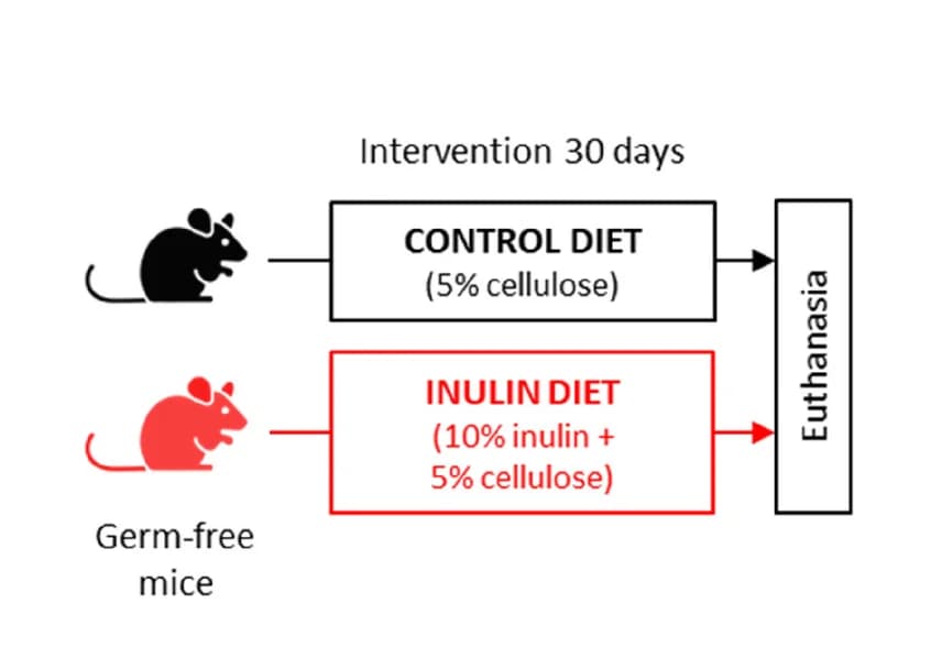 Open access visualization of Workflow, Flowchart, Experimental model, Germ-free mice, Diet