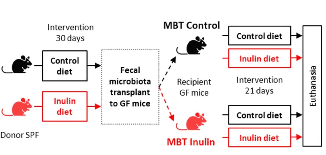 Open access visualization of Workflow, Flowchart, Illustration, Fecal Microbiota Transplantation