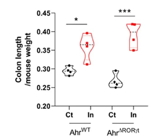 Open access visualization of Violin Plot, Colon Length, Control Diet, Inulin Diet, Mice