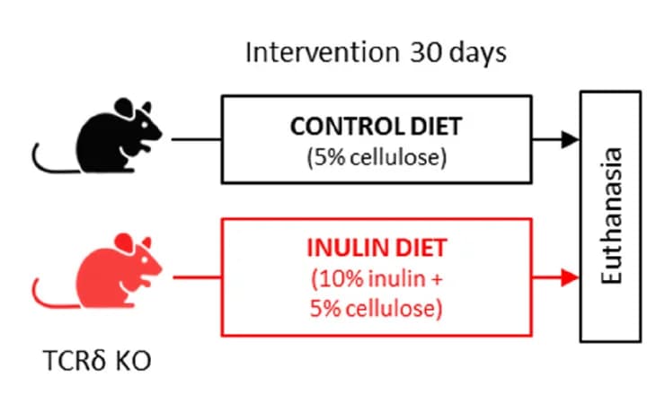 Open access visualization of Workflow, Flowchart, Experimental Model, TCRδ KO Mice, Diets