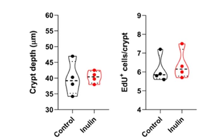 Open access visualization of Violin Plot, Box Plot, Scatter Plot, Colon Crypt Depth, EdU-positive Cells