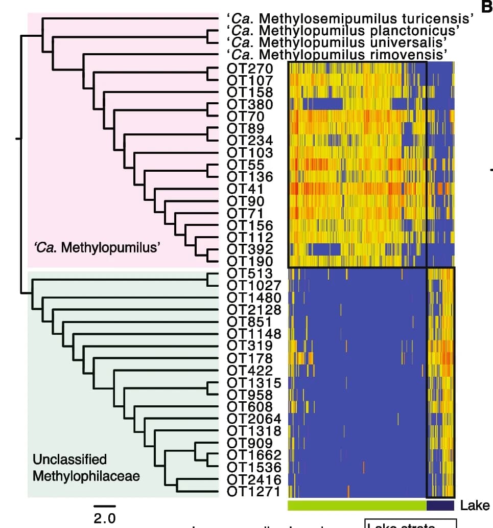 Open access visualization of Heatmap, Clustered, BetIV-A, Maximum Likelihood Trees, 16S Amplicon Sequences