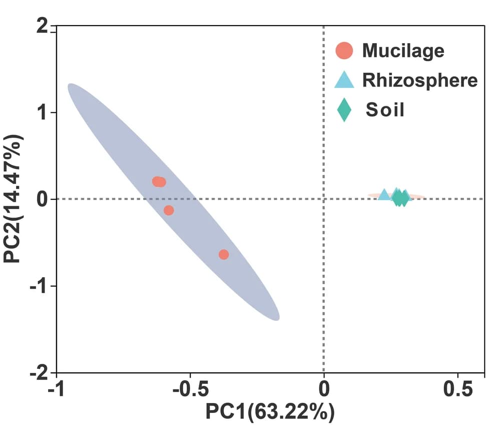 Open access visualization of Scatter Plot, PCA, PCoA, Bray-Curtis distance, Bacteria