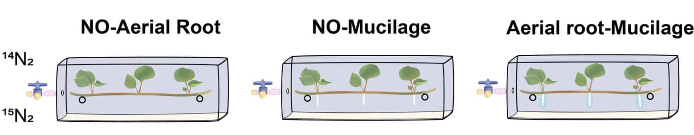 Open access visualization of Illustration, Aerial Root, Mucilage, Nitrogen Fixation, Incubation Set-up