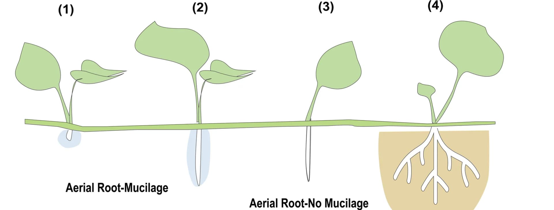 Open access visualization of Illustration, Aerial Root, Mucilage, Underground Root, H. rotundifolia