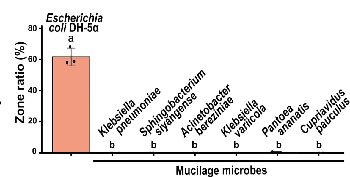 Open access visualization of Bar Plot, Error Bars, Mucilage, Rhizosphere samples, Zone of inhibition