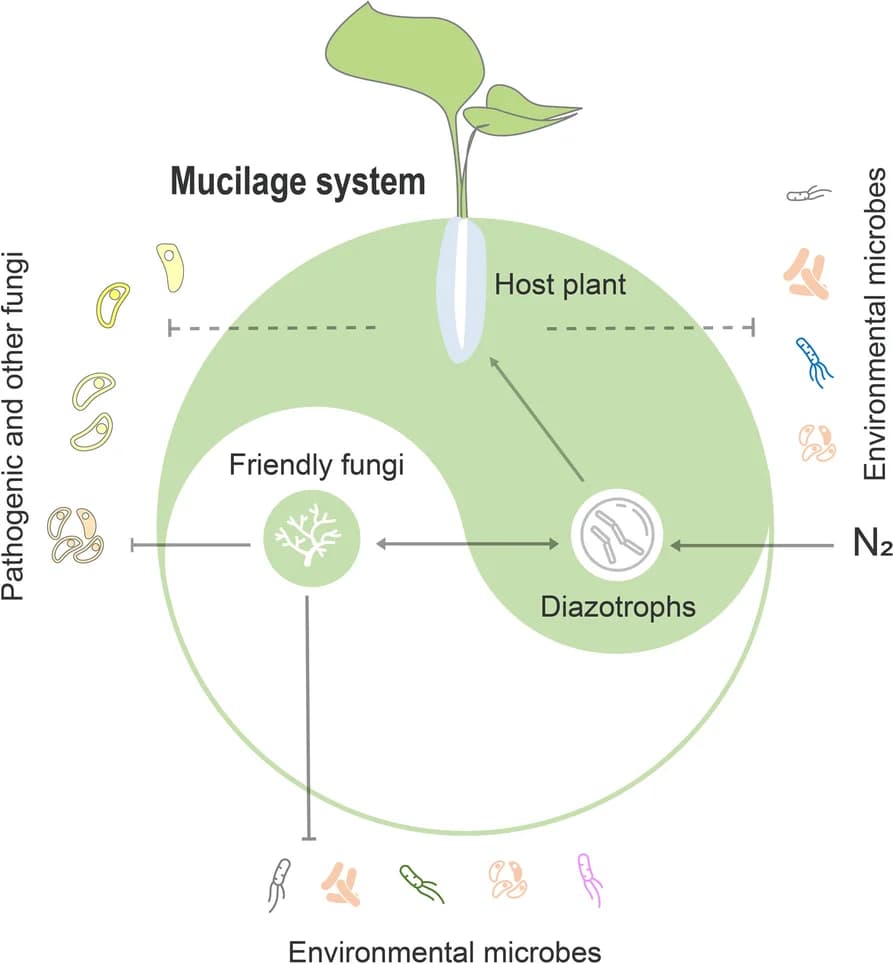 Open access visualization of Workflow, Illustration, Aerial Root, Mucilage, Microbiota