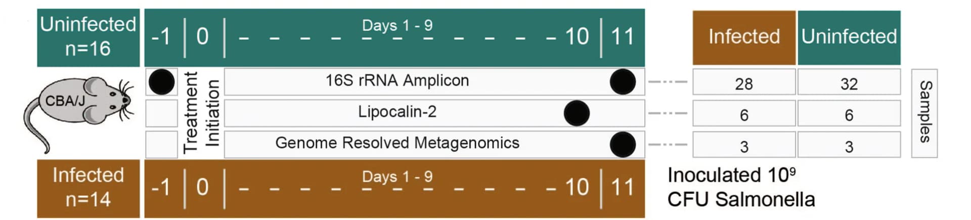 Open access visualization of Workflow, Illustration, Table Image, Experimental design, Mice