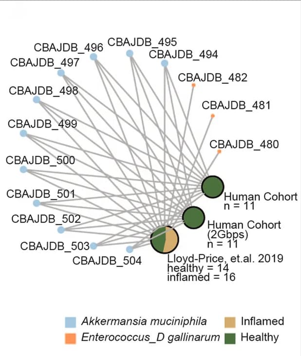 Open access visualization of Network, Metagenome Assembled Genomes, Human Reads, Akkermansia muciniphila, Enterococcus gallinarum