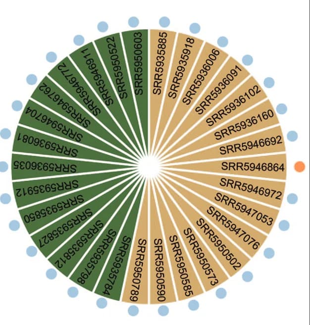 Open access visualization of Pie Chart, SRA Accession IDs, Akkermansia muciniphila, Enterococcus gallinarum, Metagenome Assembled Genomes