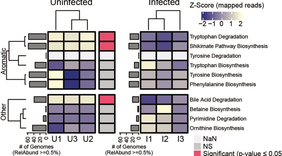 Open access visualization of Heatmap, Clustered, Bar Plot, Relative Abundance, Metagenome Assembled Genomes