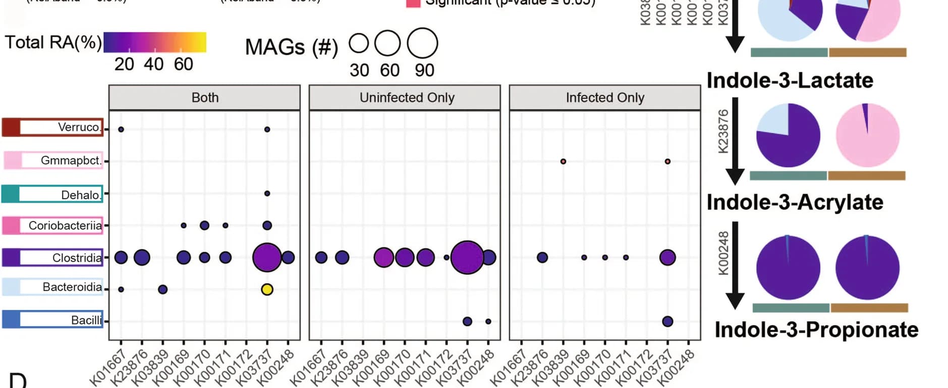 Open access visualization of Bubble Plot, Pie Chart, Relative Abundance, Metagenome Assembled Genomes, Tryptophan Degradation