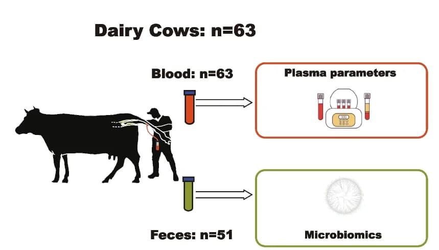 Open access visualization of Workflow, Illustration, Cow, Trial Design, Sampling