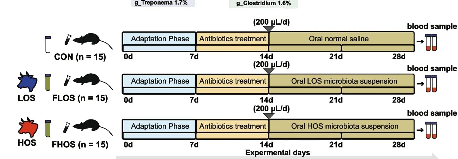 Open access visualization of Workflow, Fecal Transplantation, Experiment Design