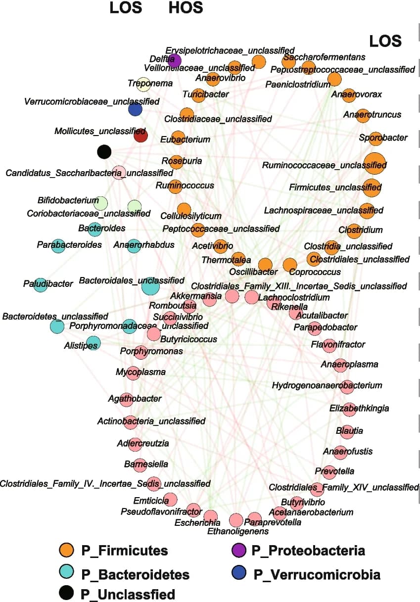 Open access visualization of Network, Genus Co-occurrence Network, Spearman Correlation Analysis, Bacterial Genus, Fecal Microbiome