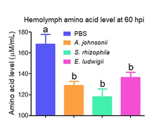 Open access visualization of Bar Plot, Error Bars, Amino acid level, Hemolymph, Bacteria