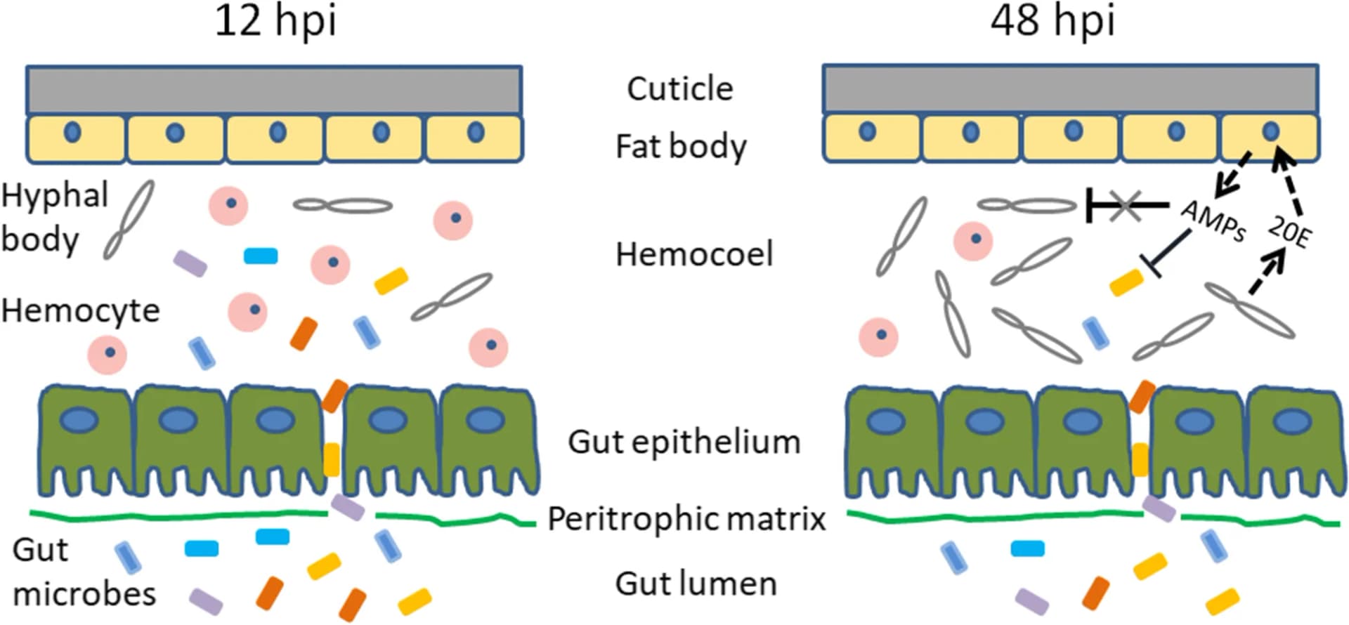 Open access visualization of Illustration, Gut Bacteria, Hemocoel, M. rileyi, Blastopores