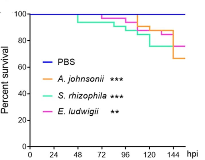 Open access visualization of Survival Curve, Line Step, Survival Curves, H. armigera Larvae, A. johnsonii