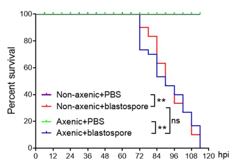 Open access visualization of Survival Curve, Line Step, Survival Curves, Axenic Larvae, Non-axenic Larvae