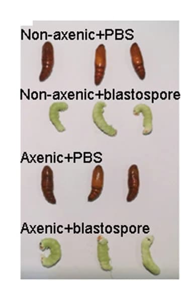 Open access visualization of Photo, Phenotypes, Axenic Larvae, Non-axenic Larvae, Blastospores